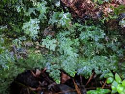 Image result for Vandenboschia