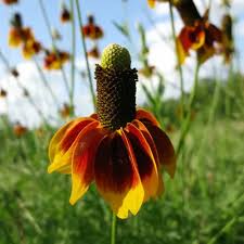 Image result for Caryopteris odorata