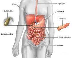 Irritable Bowel Syndrome Physiopedia