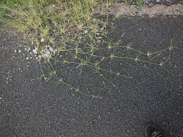 Image result for Sporobolus spicatus