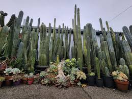 Image result for Cyphostemma stenolobum