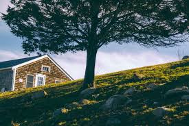 Check spelling or type a new query. 4 Ways Trees Can Damage Your Roof Werner Roofing Grand Haven