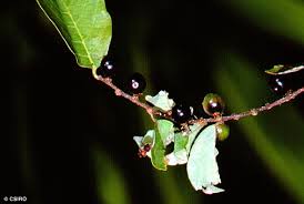 Image result for Bridelia brideliifolia