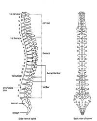 The atlas is a ring of bone made up of two lateral masses joined at. Labelled Diagram Of Spinal Vertebral Column Side View And Back View Axial Skeleton Medical Anatomy Human Spine