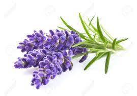 Lavandula common name lavender is a genus of 47 known species of flowering plants in the mint family lamiaceae. Lavender Flowers Stock Photo Picture And Royalty Free Image Image 49254501