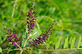 Image result for Volusia resupinata