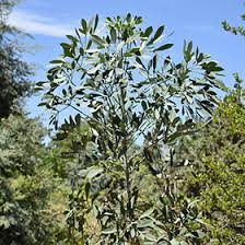 Image result for Cussonia spicata