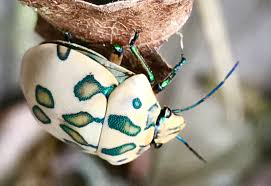 Shield Bug from Costa Rica - What&#39;s That Bug?