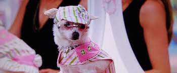 Chloe In Pink Striped Dress Beverly Hills Chihuahua Movie Beverly Hills Chihuahua Puppy Clothes Cute Chihuahua