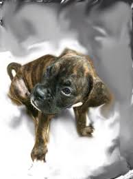 Depending on how old you are, you will have to give it more or less often Sad Story But How Much Should A 12 Weeks Old Puppy Weight Boxer Breed Dog Forums