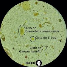 Pin Em Biologie