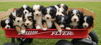 The current median price for all mini bernedoodles sold is $3,025.00. Bernedoodle Breeder Top Bernedoodle Breeders Missouri