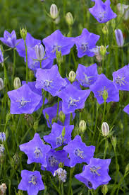 Campanula Violet Teacups Carpathian Bellflower Beautiful Flowers Purple Flowers Campanula