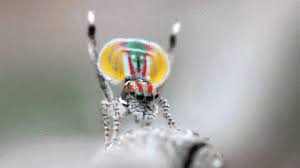 Find funny gifs, cute gifs, reaction gifs and more. The Peacock Spider Album On Imgur