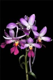 Image result for Calanthe sylvatica