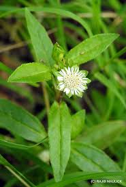 Image result for Eclipta prostrata