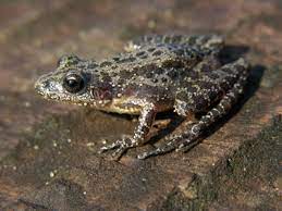 Southern chorus frogs generally live in pinelands or pine savannas where there is sandy soil to burrow into. Southern Chorus Frog