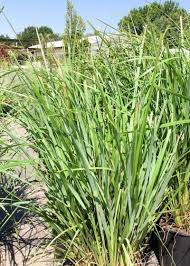 Phalaris arundinacea 'feeseys' ribbon grass: Fountain Grass Black Flowering Tree Top Nursery Landscape Inc