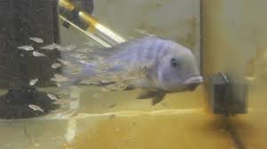The species is popular among aquarium keepers where it is also known as the humphead cichlid, blue dolphin cichli… Blue Dolphin Cichlid With Fry Youtube