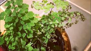 In addition, the plant is the source of an aromatic, volatile oil commonly used as a shampoo, which is where its common name of maidenhair derived. My Maidenhair Fern Came Back Youtube