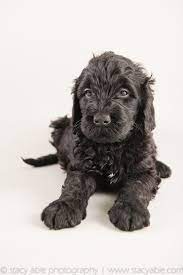 Barbet Puppy 6 Weeks Old By Stacy Able Photography Every Dog Breed Cute Puppy Breeds Dog Breeds
