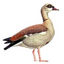 Because of their popularity chiefly as an ornamental bird, escapees are common and feral populations have become established in western europe, the united states, and new zealand. Egyptian Geese Control Egyptian Geese Removal Quick Catch