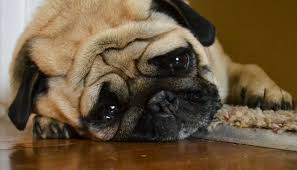 Maybe you would like to learn more about one of these? Easy Fix For Chewed Baseboards