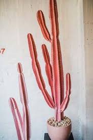 How much sunlight does a cactus need? Pink Cacti Plants Cactus Succulents Decor