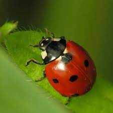 Jelajahi koleksi kumbang kumbang, kumbang, gambar gambar logo, kaligrafi, siluet kami yang tidak diperlukan atribusi. Namun Yang Ladybugs Makan