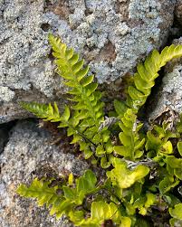 Image result for Asplenium cancellatum