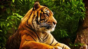 4k Wallpaper 7 Animals Beautiful Pet Tiger Tiger Wallpaper