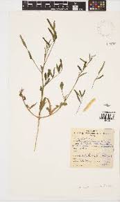 Image result for Cyamopsis serrata