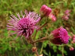 Image result for Campuloclinium macrocephalum