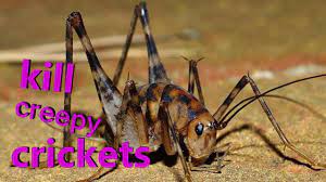 You still don't know how to get rid of spider crickets? Kill All Crickets Fast Youtube