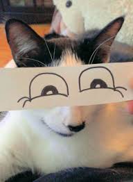 Pin On Cats Funny