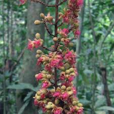 Image result for Englerodendron