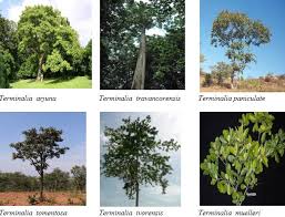Image result for Terminalia brachystemma ×  sericea