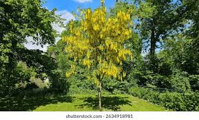 Image result for Laburnum anagyroides