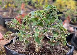 Image result for Ficus sycomorus