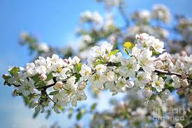 Crab apple trees have pretty flowers in the spring and gorgeous little apples in the autumn. White Apple Tree Flowers Against Blue Sky Photograph By Taina Sohlman