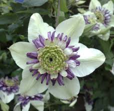 An absolutely stunning climbing plant that will enhance any garden. Clematis Florida Taylors Clematis