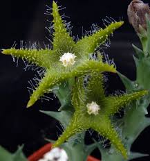 Image result for Orbea dummeri