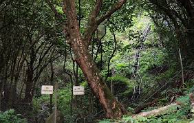 The heaven stairway incident is a collection of 17 events that will take place during may 2021. Dangers Of Hawaii S Stairway To Heaven