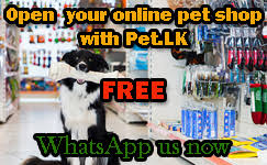 We are selling the pomeranian puppies, teddy bear pomeranian, teacup pomeranian, teddy bear standard pomeranian, pocket poms and throwback pomeranian at a very reasonable cost in sri lanka. Pet Lk It Is All About Pets