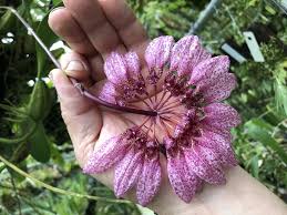 Image result for Bulbophyllum burttii