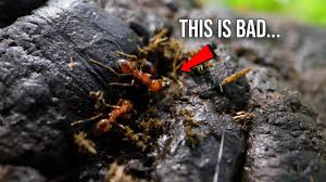 They often also nest under concrete slabs and really large rocks. Why Fire Ants Eat Cow Poop Youtube
