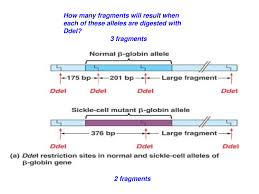 So by using restriction enzymes to cut out a unique pattern we know each person has his/her own genetic pattern which can be used. Restriction Fragment Length Polymorphism Powerpoint Slides