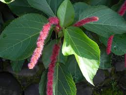Image result for Acalypha fimbriata