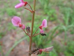 Image result for Dipcadi vaginatum