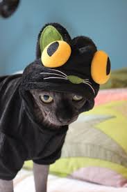 Pin On Dog And Cat